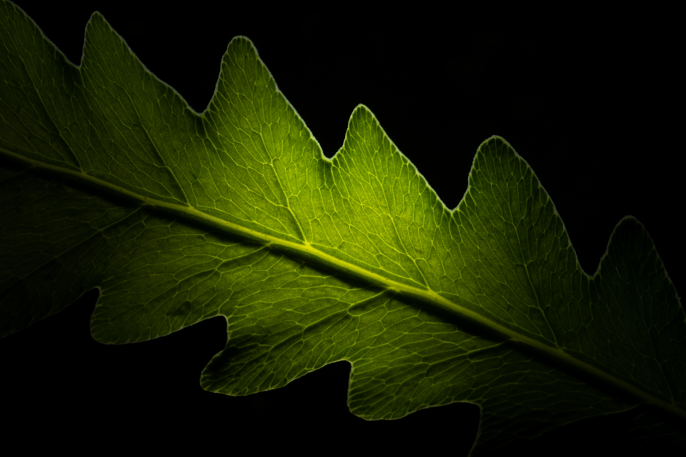 green leaf with dark background